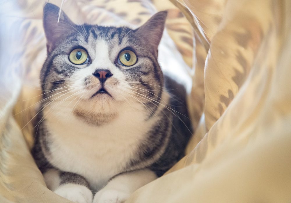 おっ この子は違うね と思わせる就活の電話マナー 4つのポイント